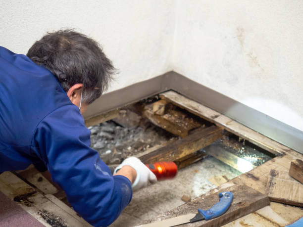 Best Bathroom Mold Remediation in Clio, MI