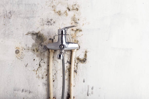 Best Commercial Mold Remediation in Clio, MI