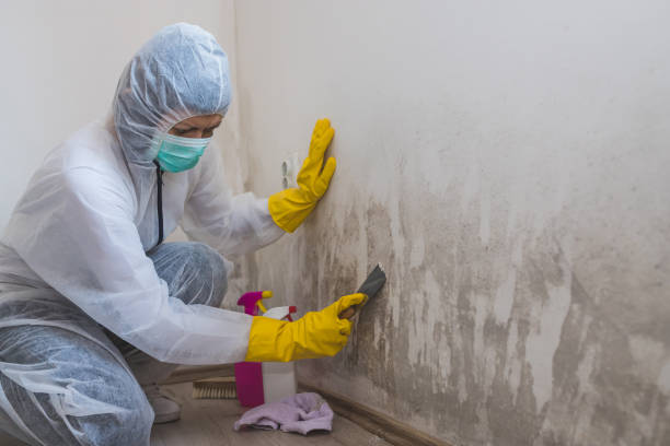 Best Insurance-Related Mold Remediation in Clio, MI