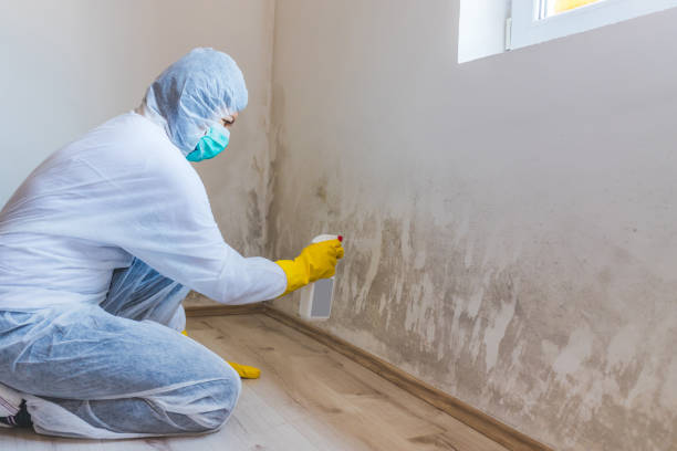 Best Post-Flood Mold Remediation in Clio, MI