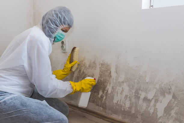 Best DIY Mold Remediation Support Services in Clio, MI