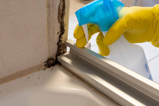 Best White Mold Remediation in Clio, MI