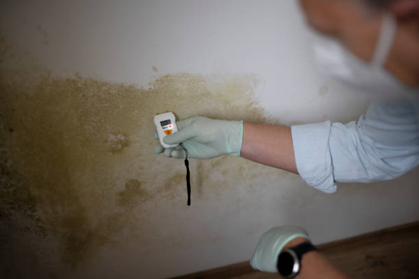 Best Attic Mold Remediation in Clio, MI