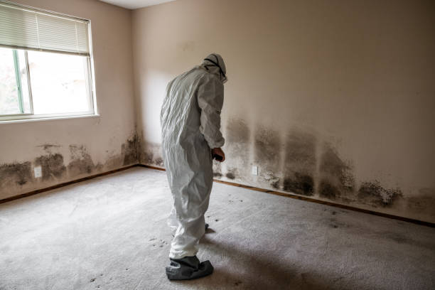 Best Residential Mold Remediation in Clio, MI