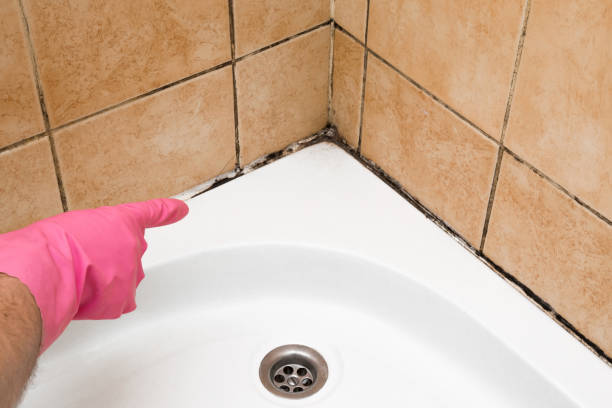 Best Basement Mold Remediation in Clio, MI